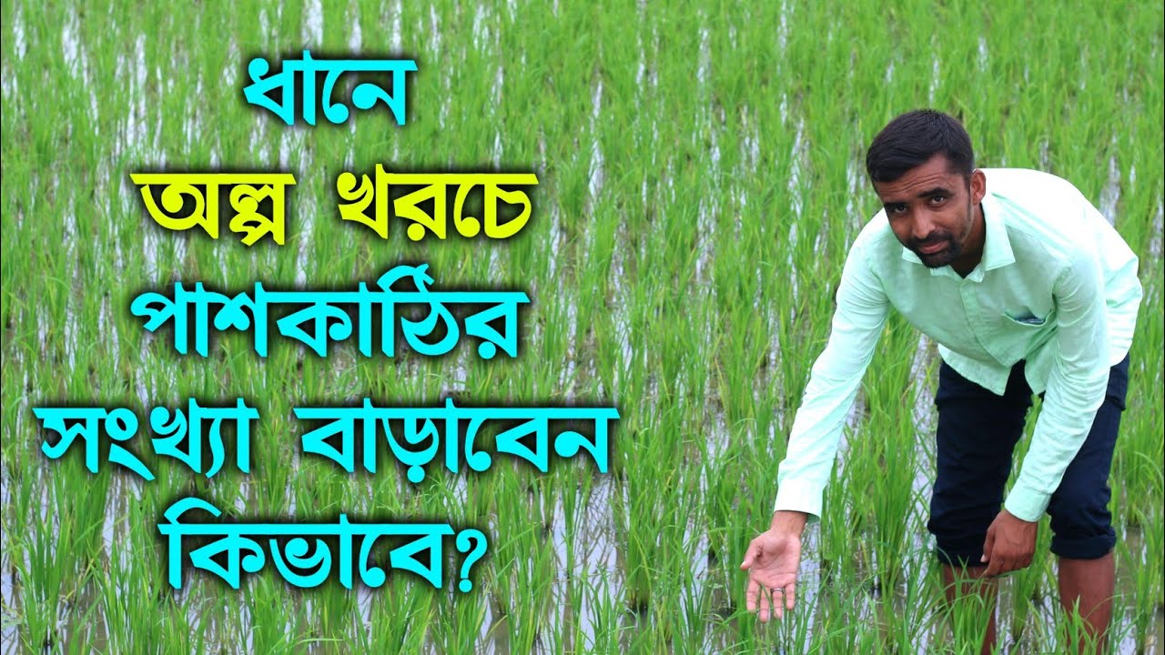 কম-খরচে ও বিনামূল্যে কিভাবে ধানের পাশকাঠির সংখ্যা বাড়াবেন? ধানের পাশকাঠি বাড়ানোর পরিচর্যা #ধান