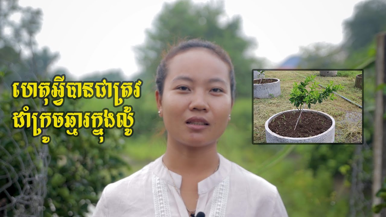 ហេតុអ្វីត្រូវដាំក្រូចឆ្មារក្នុងលូ