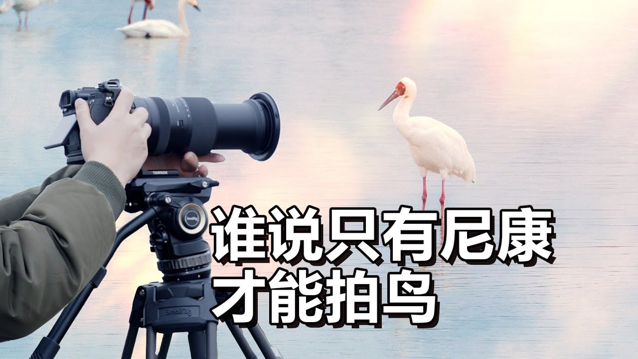 【光学作用】鄱阳湖拍鸟vlog，SmallRig AD Pro8液压云台三脚架操作演示