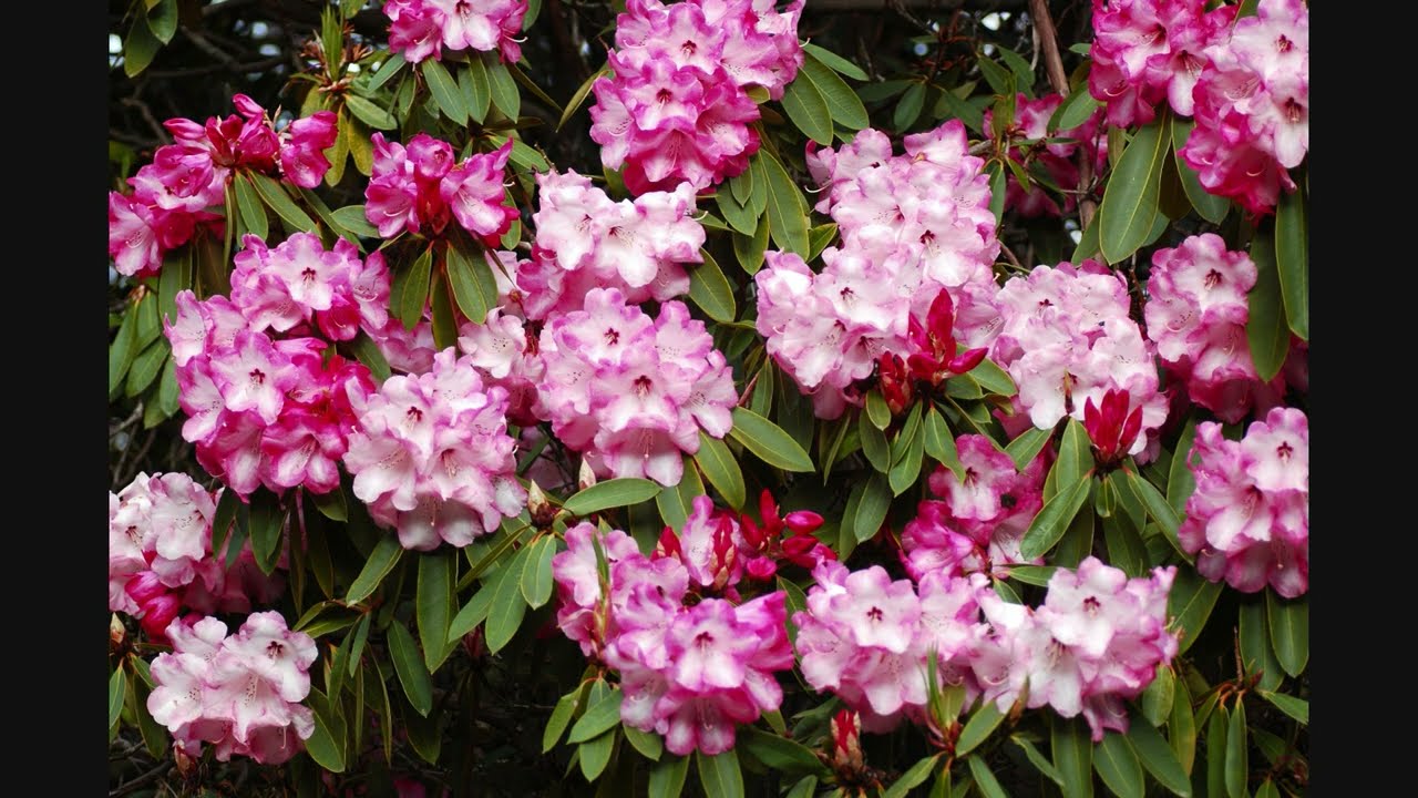 2010 千嬌百媚的杜鵑 The Charming Azalea & Rhododendron in Christchurch, NZ