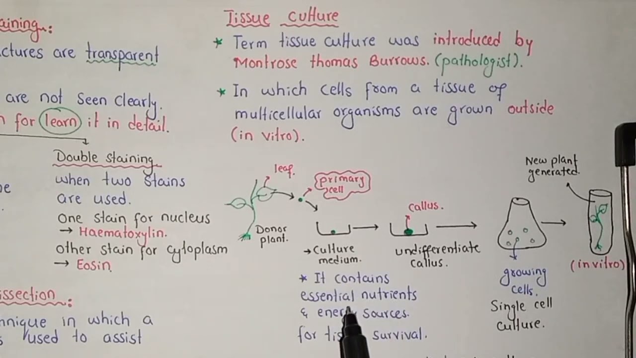 Tissue Culture In Urdu Hindi Class 11