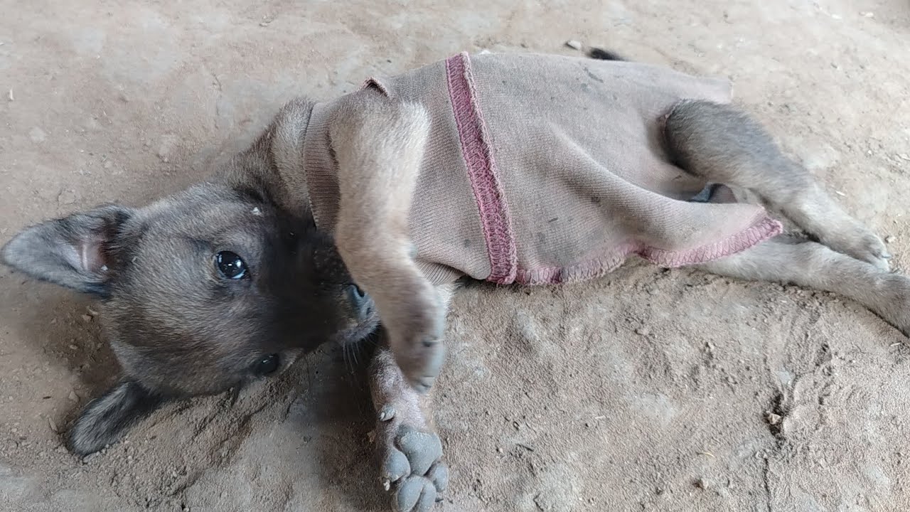 កូនឆ្កែលេងចំបាប់ Funny Puppy Wrestling! | អាអូនពាក់អាវបងប្អូនវាយ