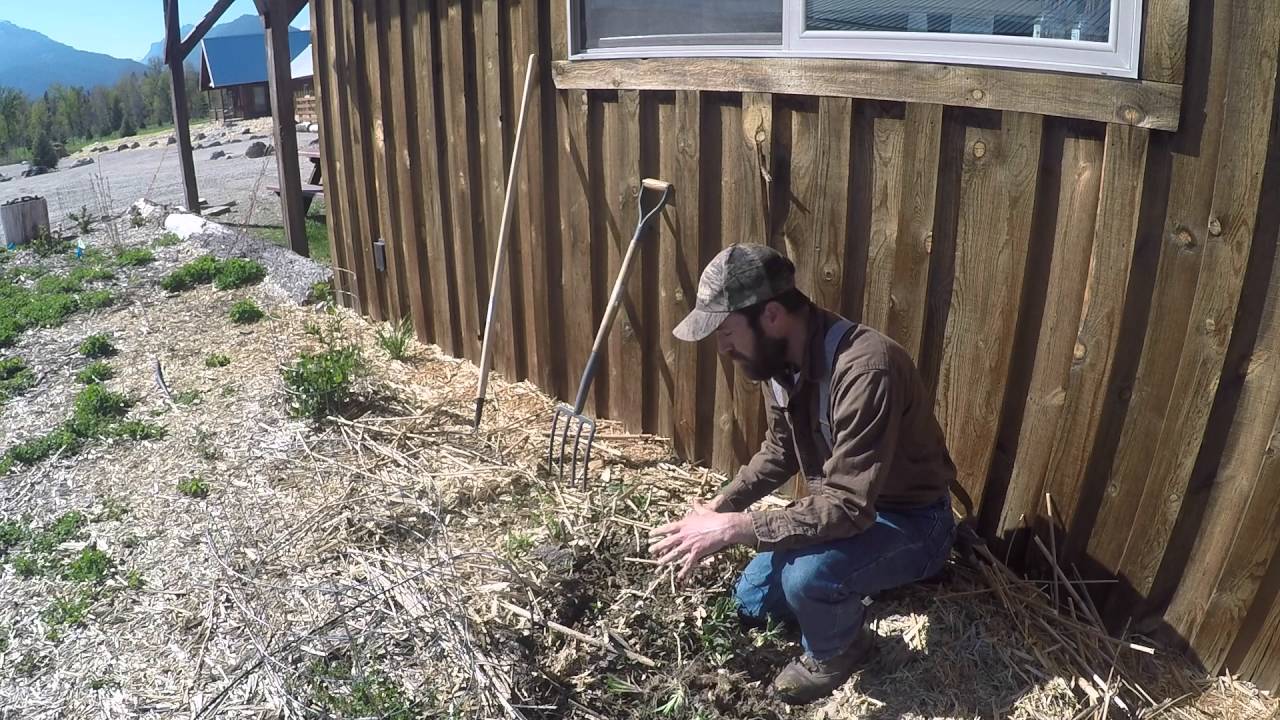 ABC acres: Perennial Pig Food: Jerusalem Artichokes - episode #025