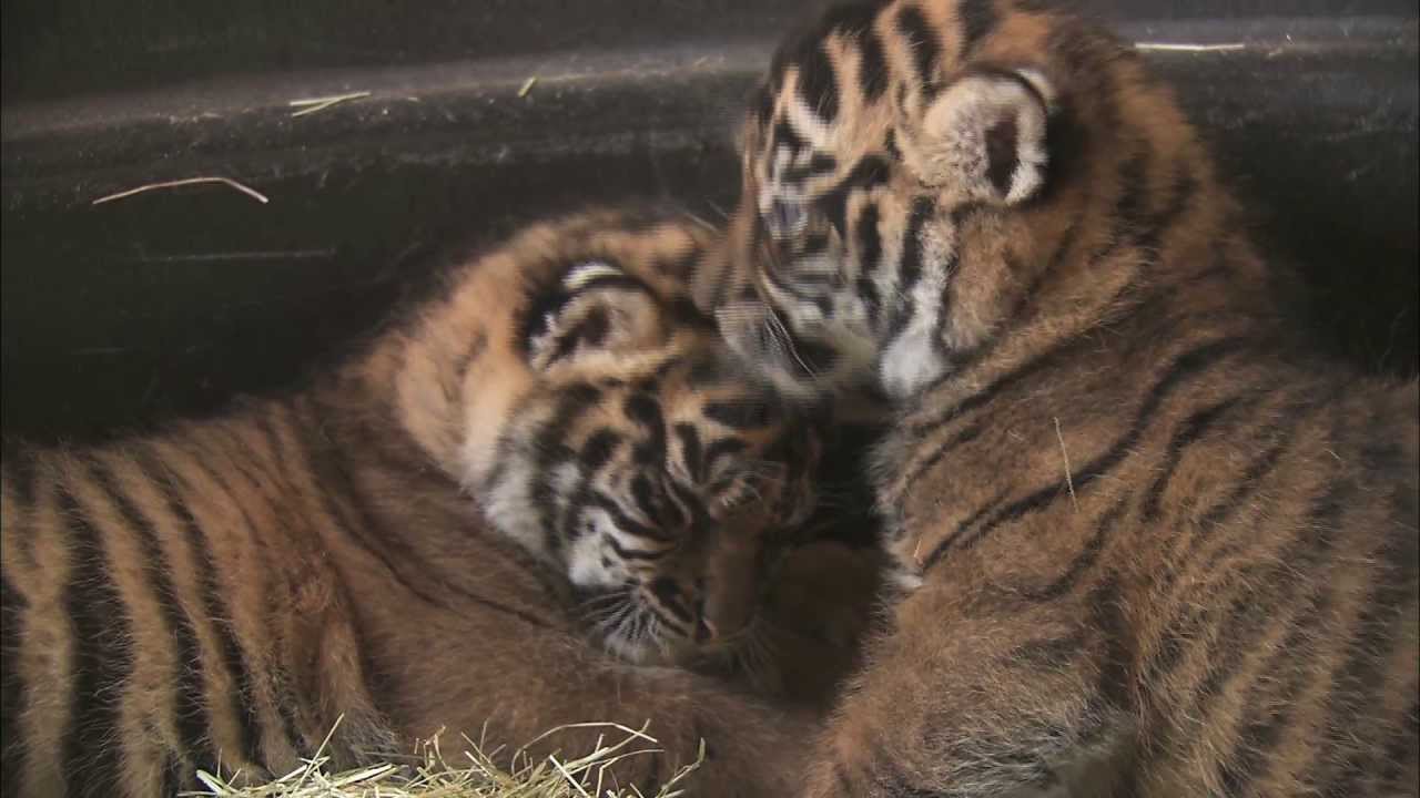 Petting and Cuddling Newborn Tiger Cubs