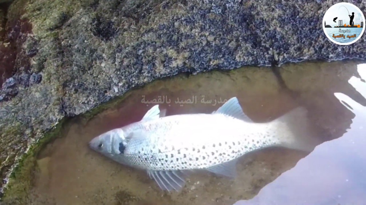 Pêche Loup Bar Moucheté | Catching Sea Bass Fish | Live Fishing Video