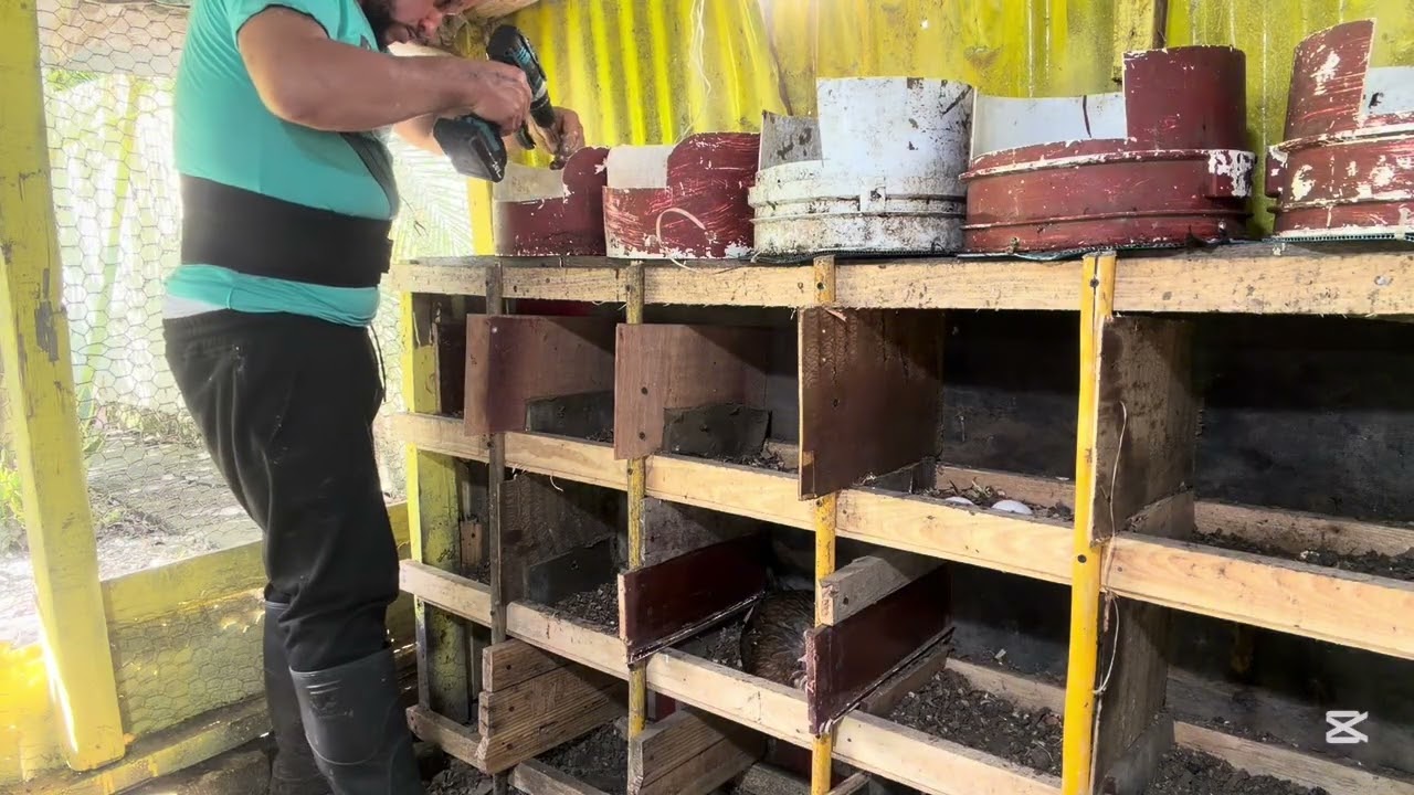 Colocándole más gallinero a las 🐓 gallinas y dándole hiervas  y defensa 🐓 #vidaconplumas 