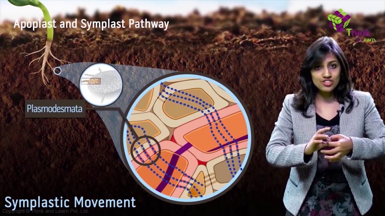 Apoplast Movement In Plants