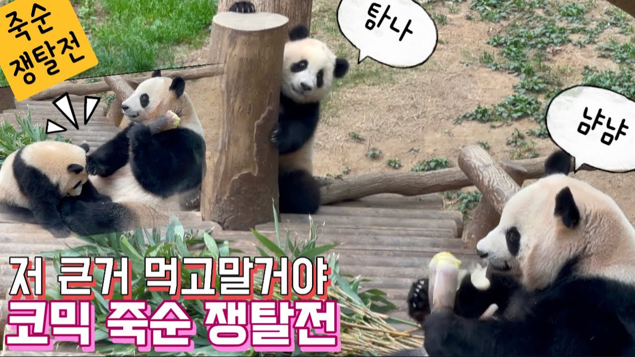 [에버랜드 아기판다] 푸바오, 아이바오와 코믹 죽순 쟁탈전, 할부지가 줄때 안먹더니 엄마 월드콘 죽순 먹고싶어 안달, 엄마는 쿵푸로 죽순 철벽방어, 쟁탈전의 승자는 뉴규?