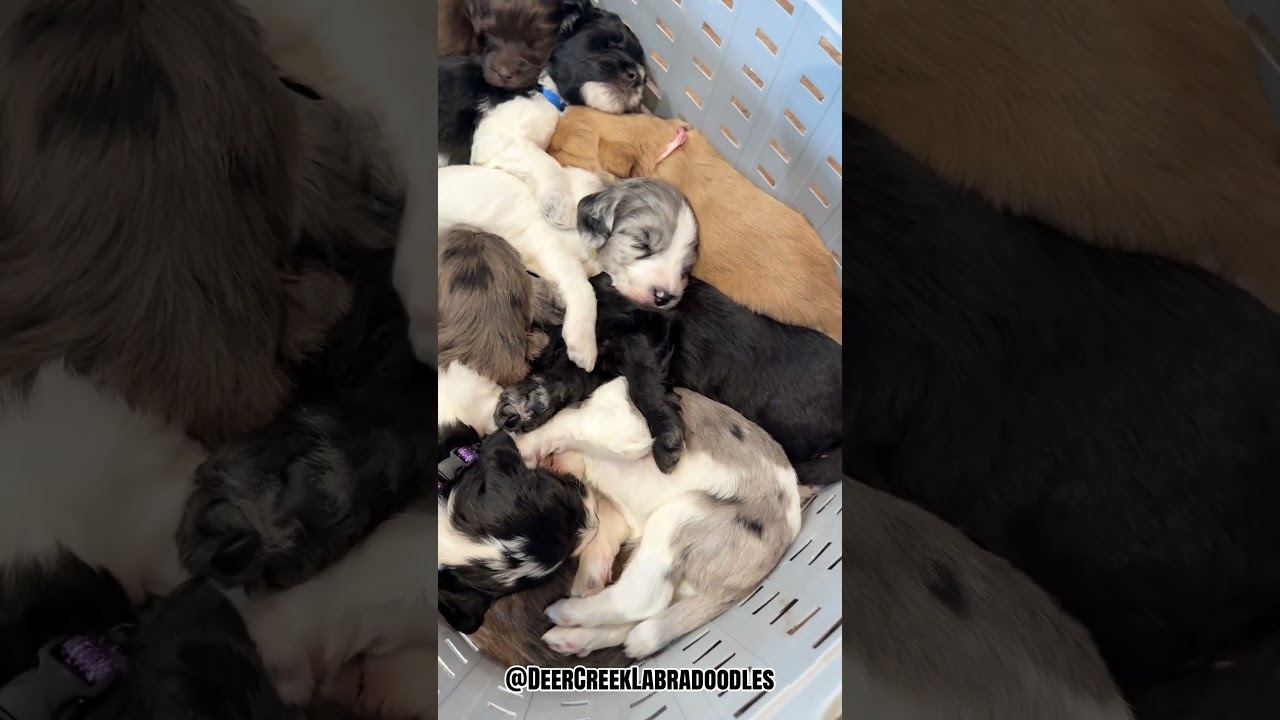 Fancy’s babies snoozing! #adorablepuppies #litterofpuppies #labradoodlepuppy