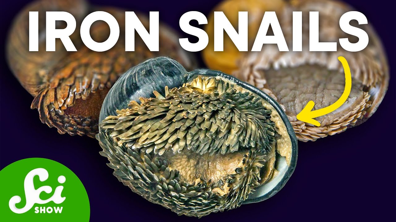 The Indestructible Deep Sea Snail