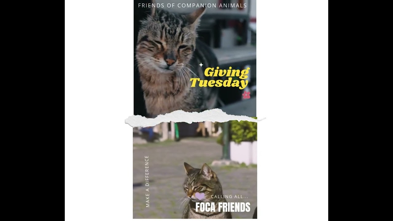 Giving Tuesday at Friends of Companion Animals in Monroe, MI