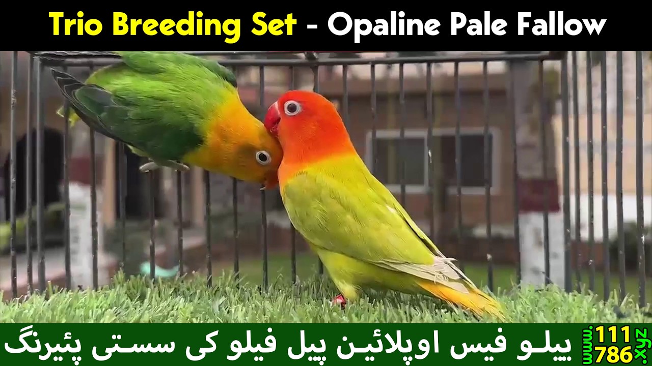 Naveed Sheikh Trio Breeding Bonded Set of Opaline Pale Fallow for Sale in 30K - NS Aviary Pedigree