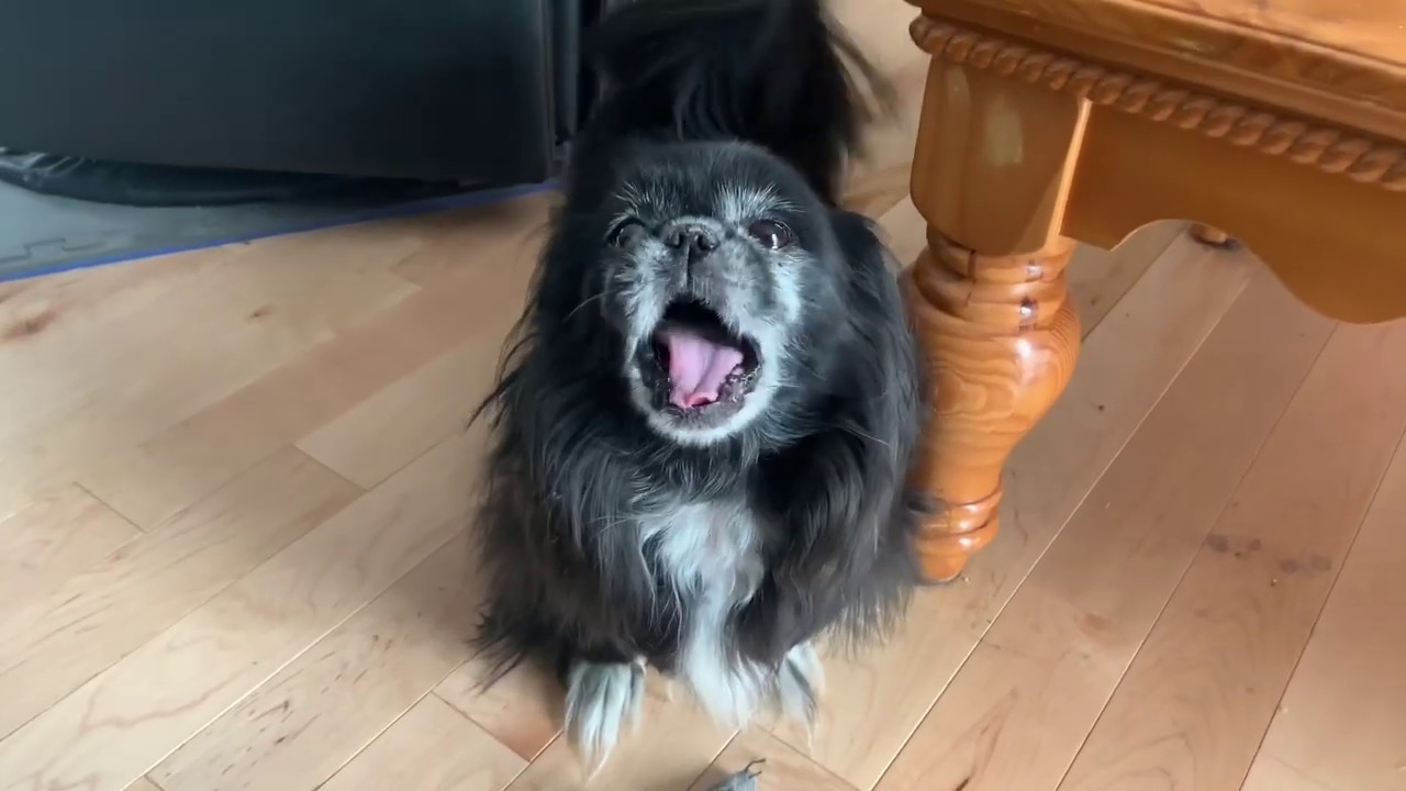 Pekingese Gets Angry!!