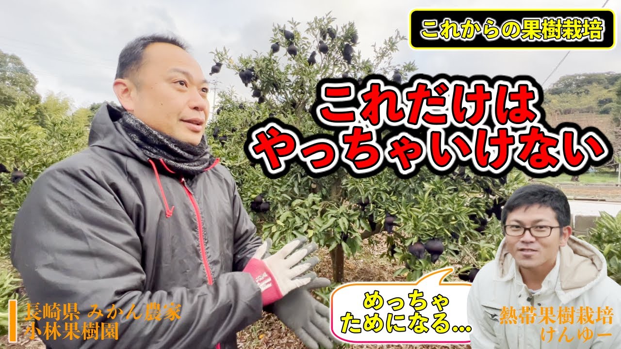 【大事！】みかんや果樹栽培！これだけは絶対にやってはいけない！プロみかん農家が教えるこれからの栽培！【長崎県 小林さん&守さん】
