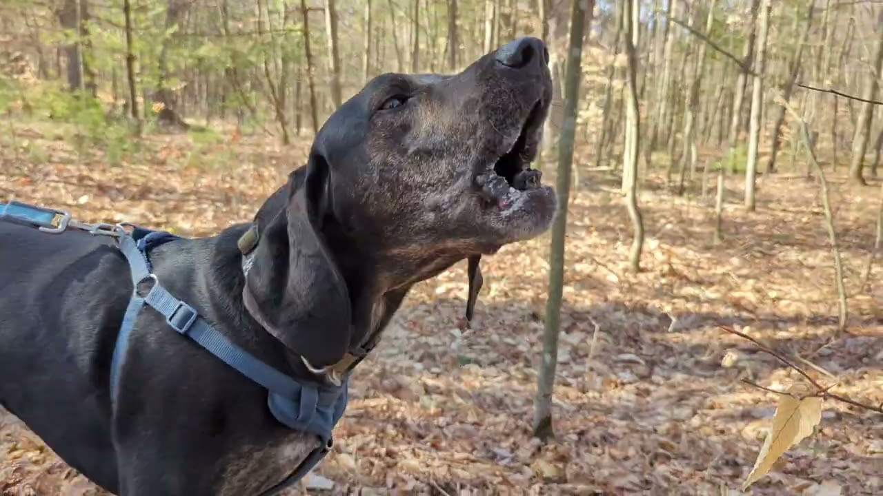 Murphy The Plott Hound - On A Scent