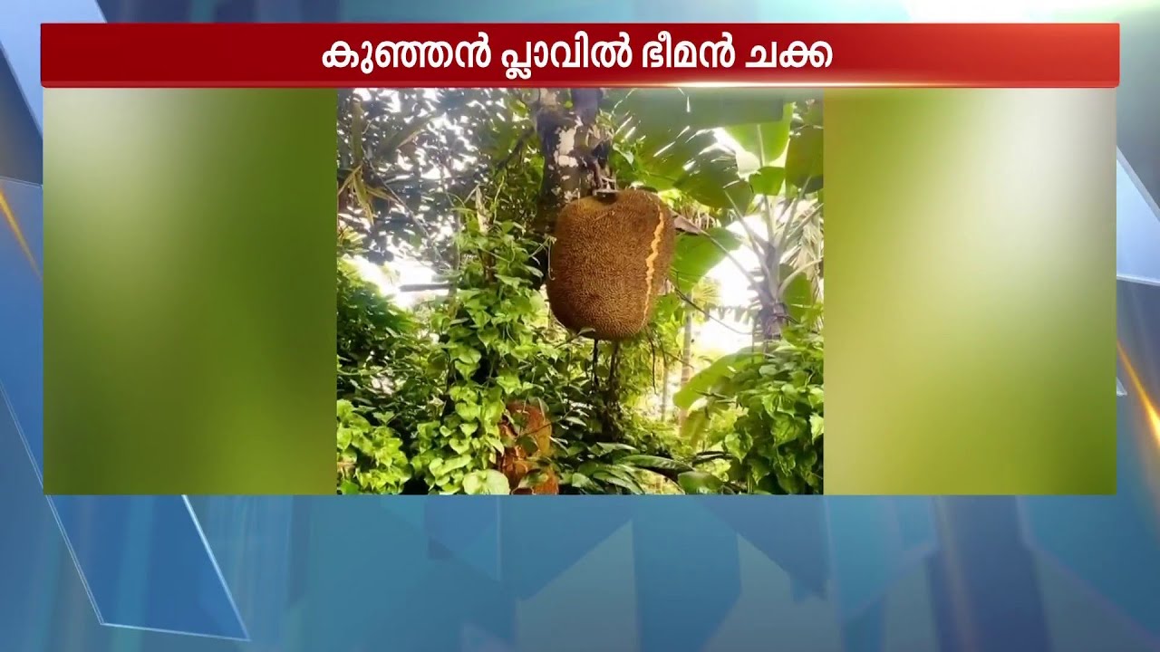 ചക്കയുടെ വലുപ്പം കണ്ട് തൂക്കി നോക്കി, തൂക്കം 73 കിലോ; വയനാട്ടില്‍ കായിച്ച ഒരു ഭീമന്‍ ചക്ക