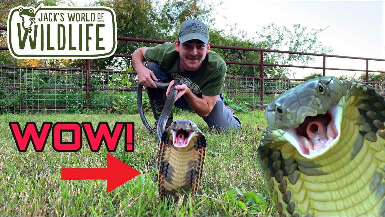 ANGRY King Cobra!