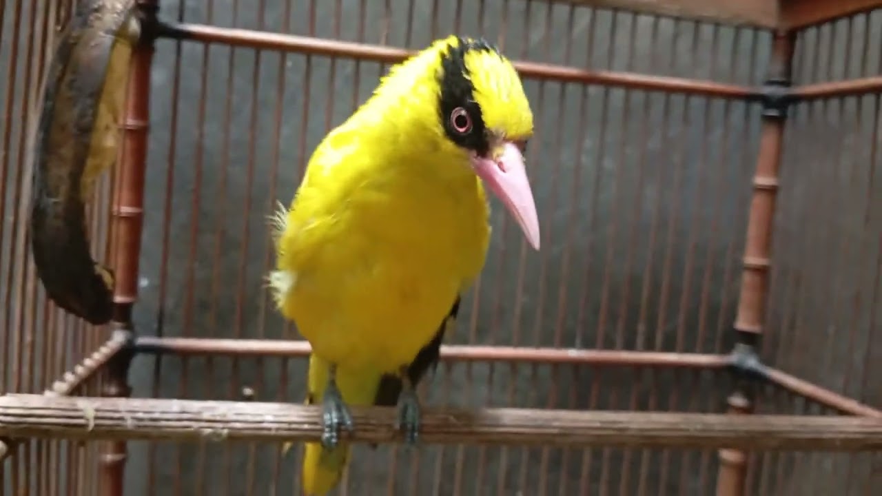 #kepodang #birds #kicaumania #kepodanglokal #burungkicau #burd_adc