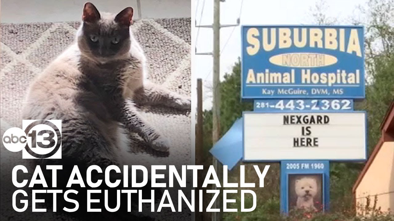 Cat accidentally gets euthanized during vet visit, family says