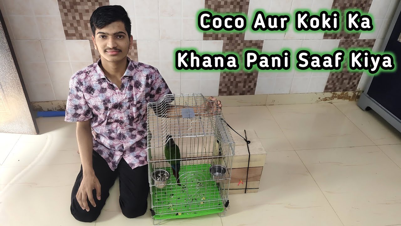 Coco Aur Koki Ka Khana Pani Saaf Kiya 🦜🦜