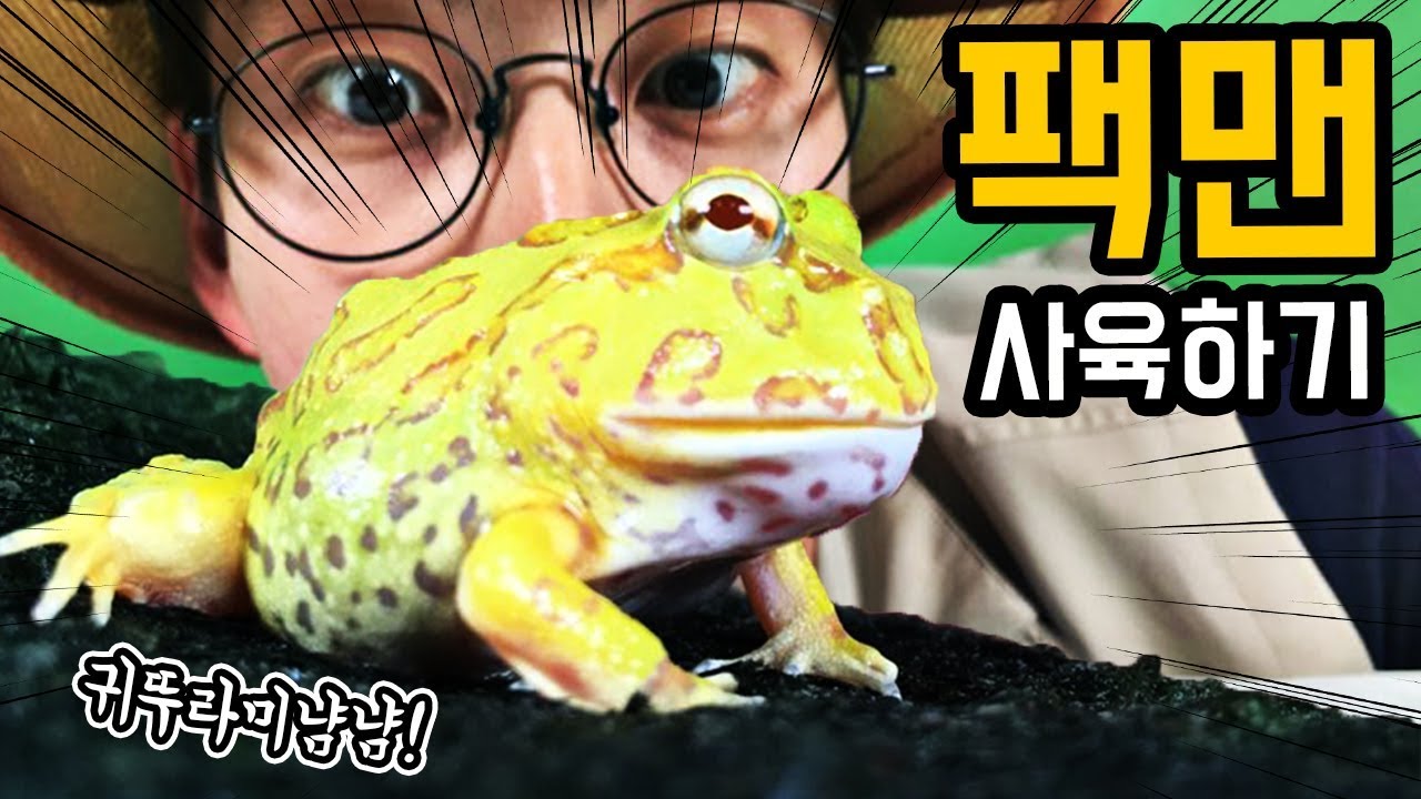 팩맨 사육하기! 귀뚜라미 먹는 개구리! _ 에그박사와 곤충친구들