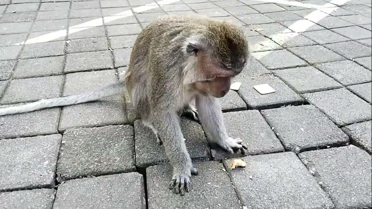 Monyet di Indomaret Sangeh