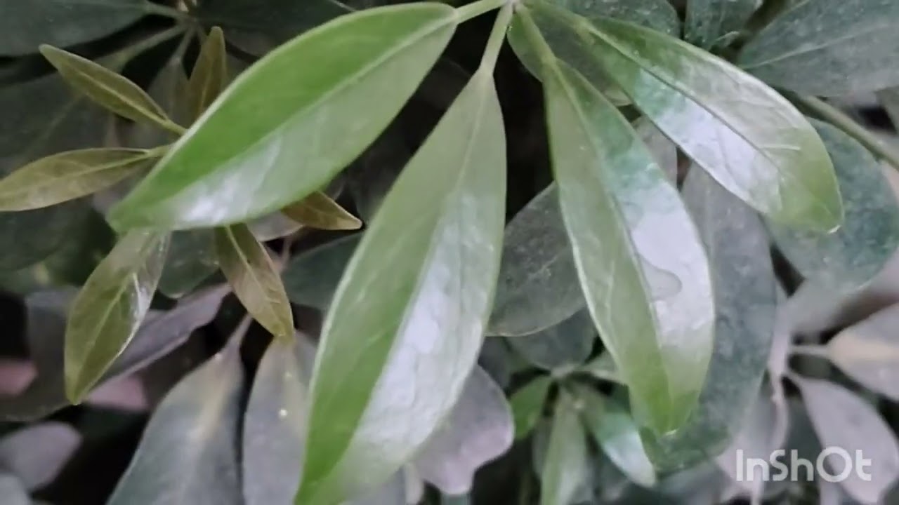 Some problems heal with time.....