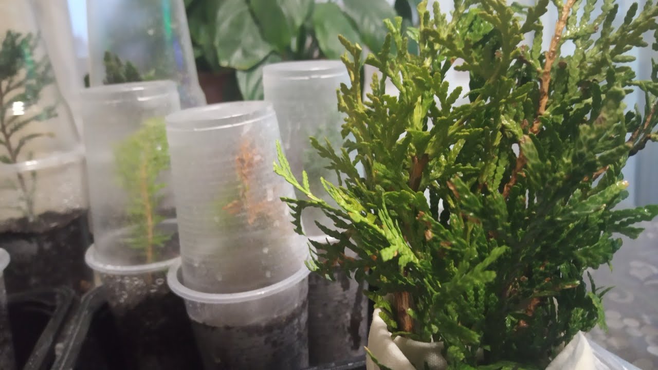 🌲Черенкование туи,можжевельника и кипарисовика осенью и зимой.