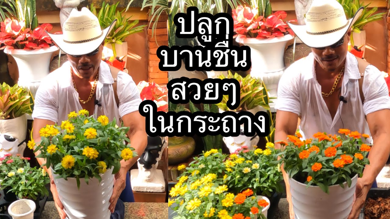 ต้นไม้ดอกเยอะดอกสวย ปลูกง่ายมาก ต้นบานชื่น แนะนำการปลูกและดินปลูก