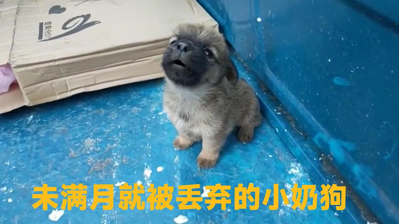 这只小奶狗，未满月就被丢弃在马路边，弱小可怜又无助，真让人心疼