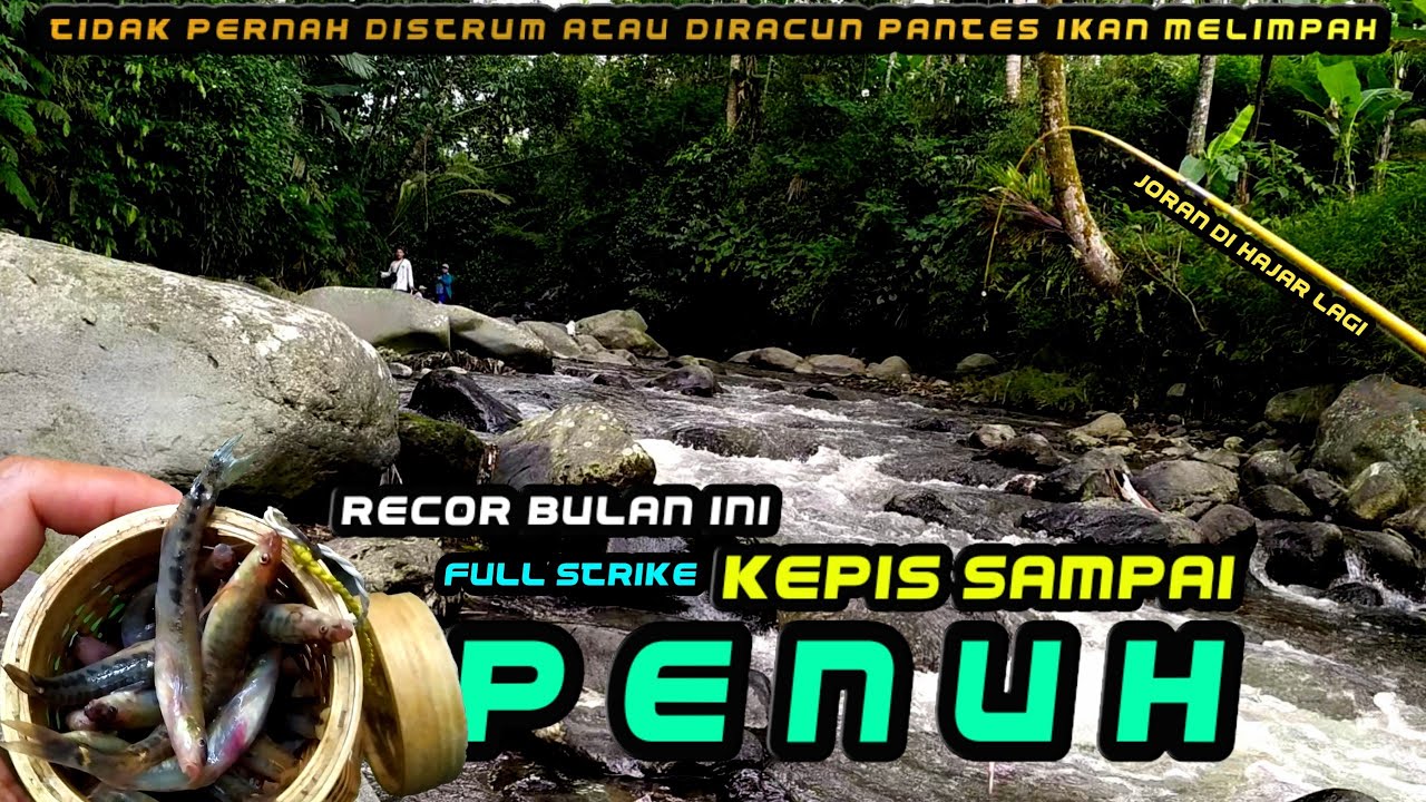REKOR..!!! Mancing ikan uceng di sungai WONOSOBO || Panen sampai wadah ikan tidak muat