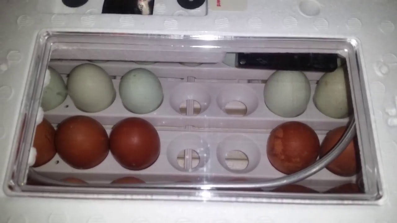 How to Incubate Fertile Chicken Eggs: Step by Step! 🐣