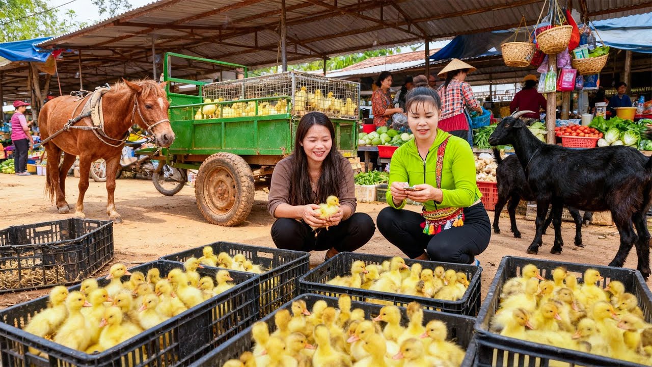 Buying 1500KG Ducklings and Use Horse Cart Go to Market to Sell | Bushcraft Farm