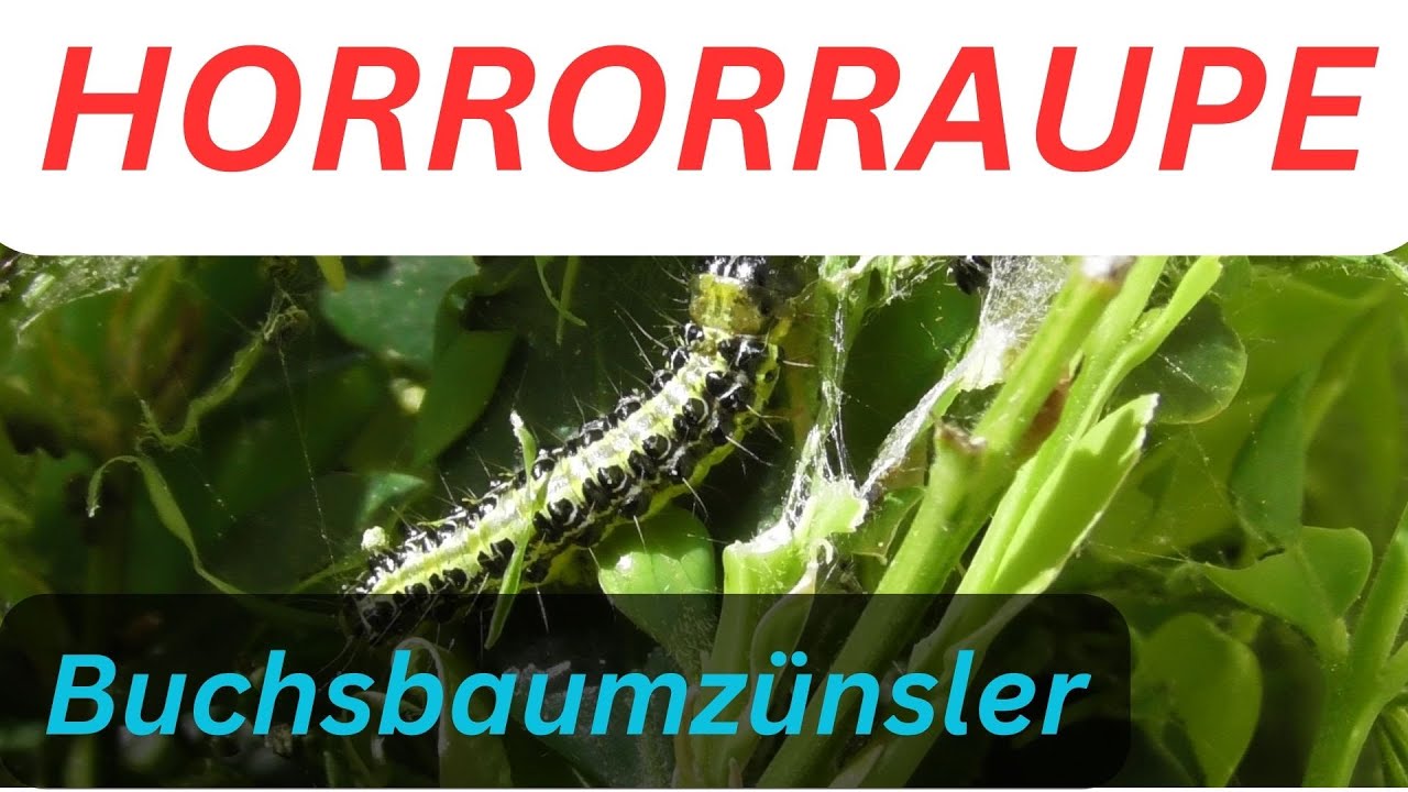 63// Buchsbaumzünsler // Aussehen// BEKÄMPFUNG//