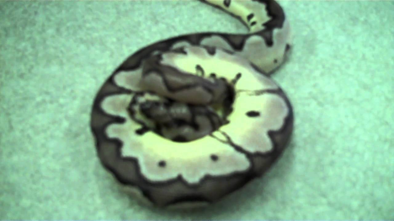 AXANTHIC CLOWN- Super Rare Snake!