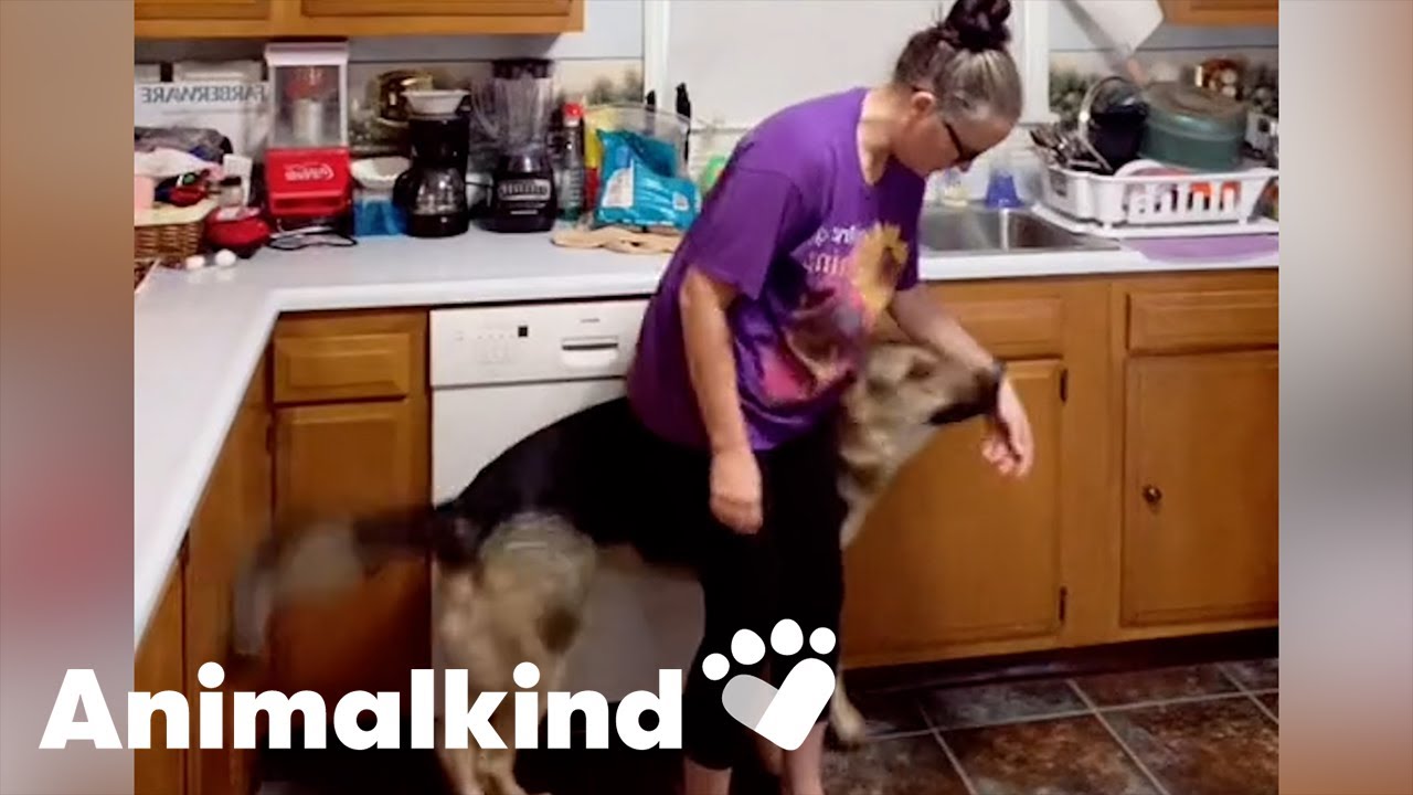 How a dog’s natural instincts save a woman from danger | Humankind 
