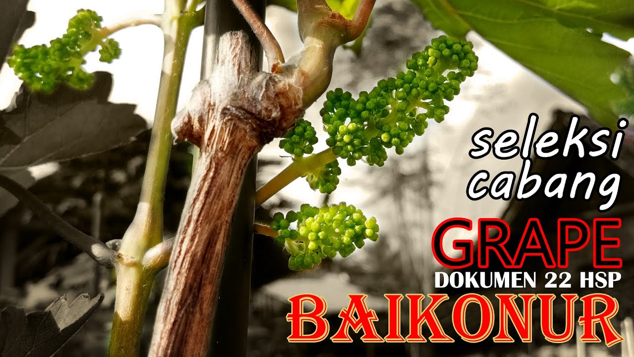 BAIKONUR GRAPE | 22 HSP | Seleksi Cabang Non-produktif