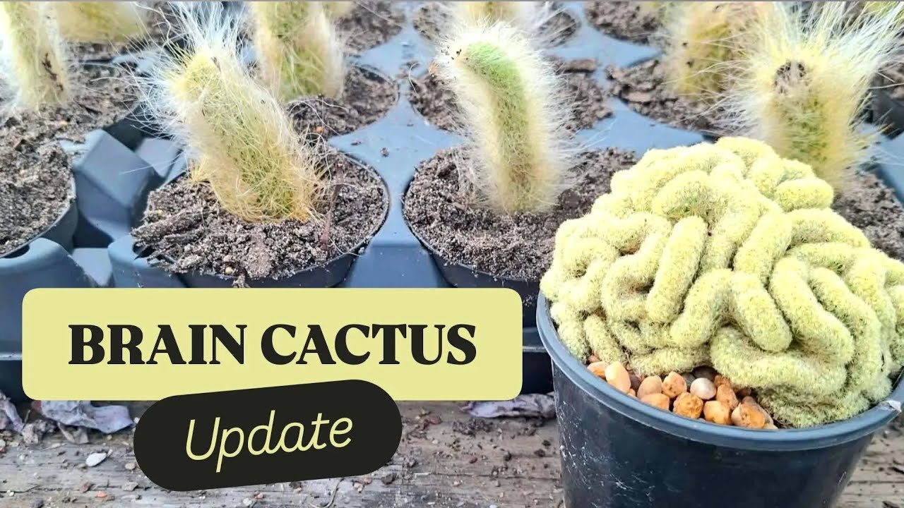 Обновленная информация о нашем мозговом кактусе (Mammillaria elongata Cristata)