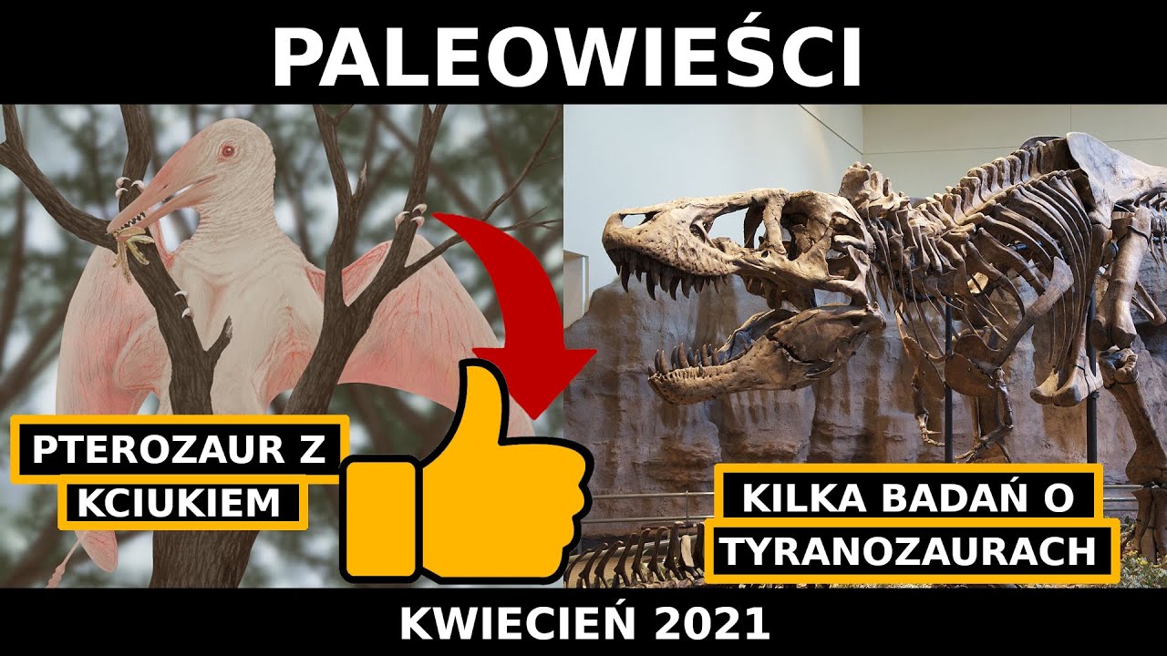 Pterozaur z „kciukiem” | Kilka badań o tyranozaurach | Nowy gad z Polski | PaleoWieści #14