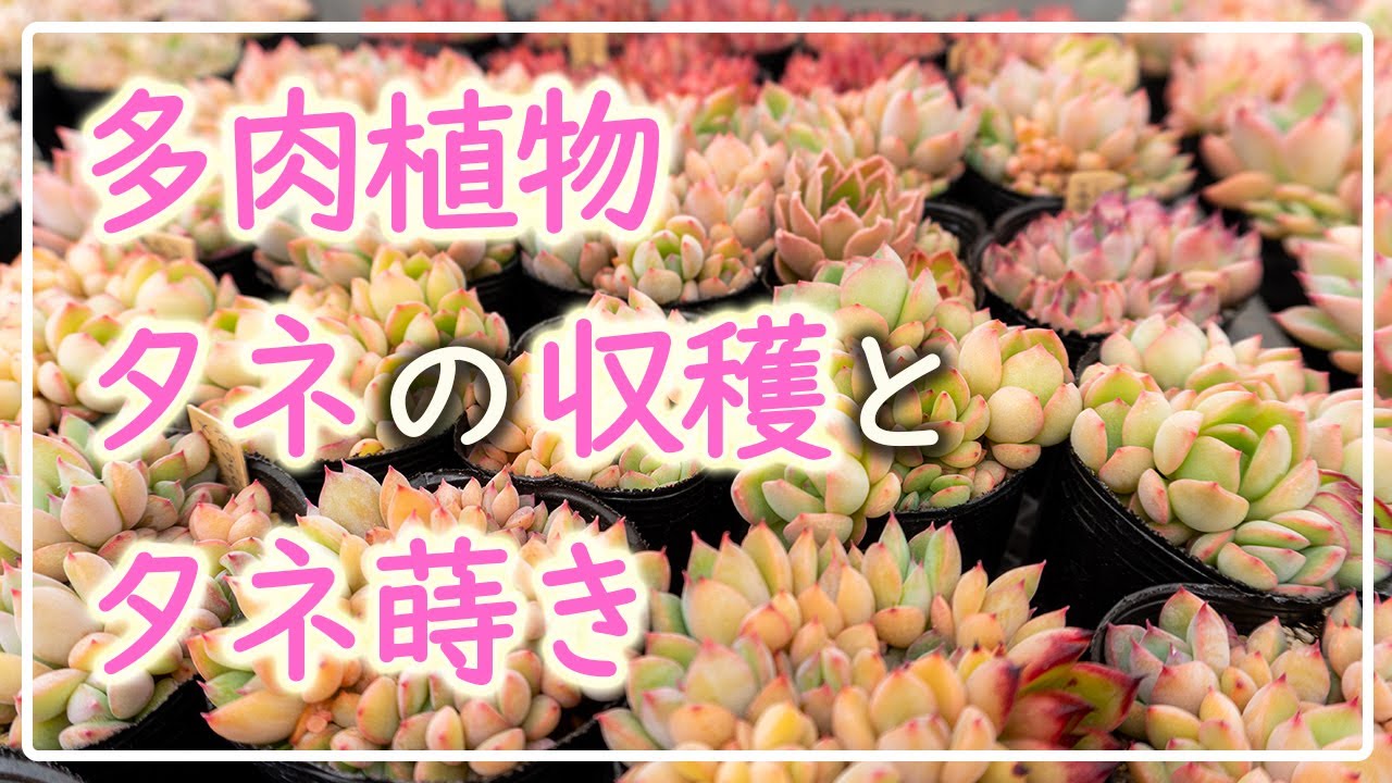 【多肉植物】エケベリアの採種と播種！タネちっっちゃい！！！