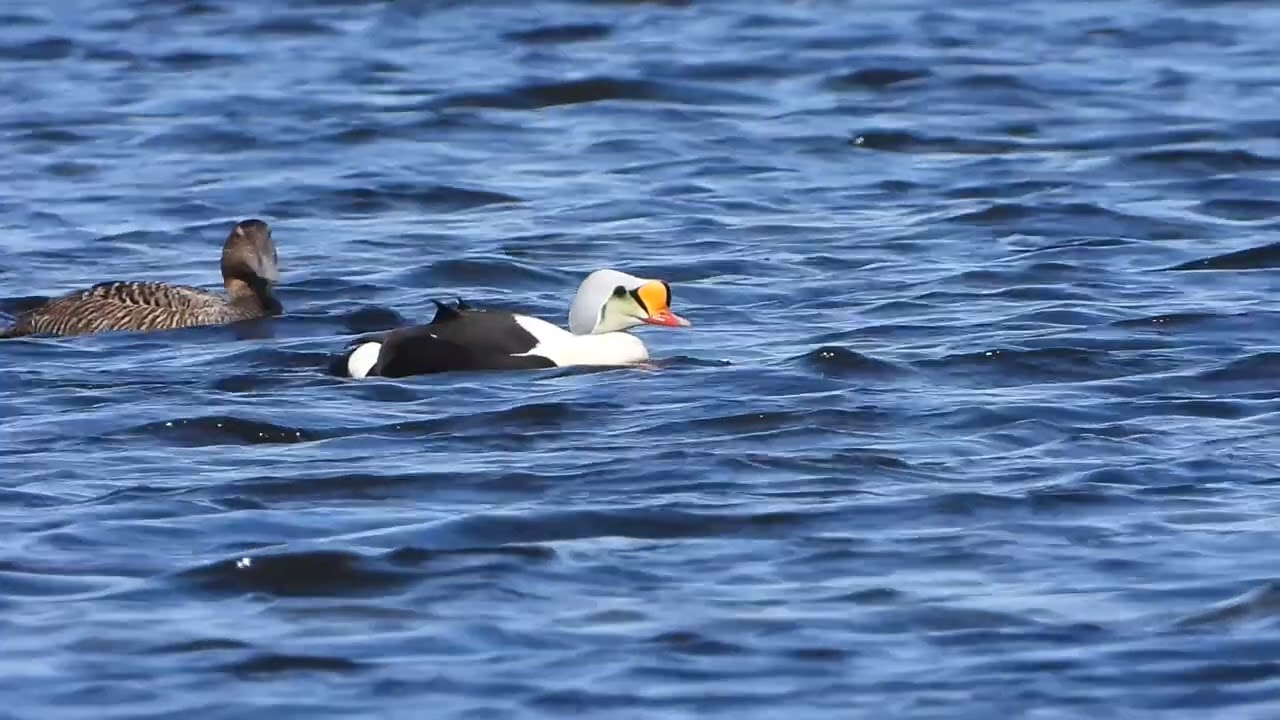 Eider à tête grise - Somateria spectabilis - King Eider