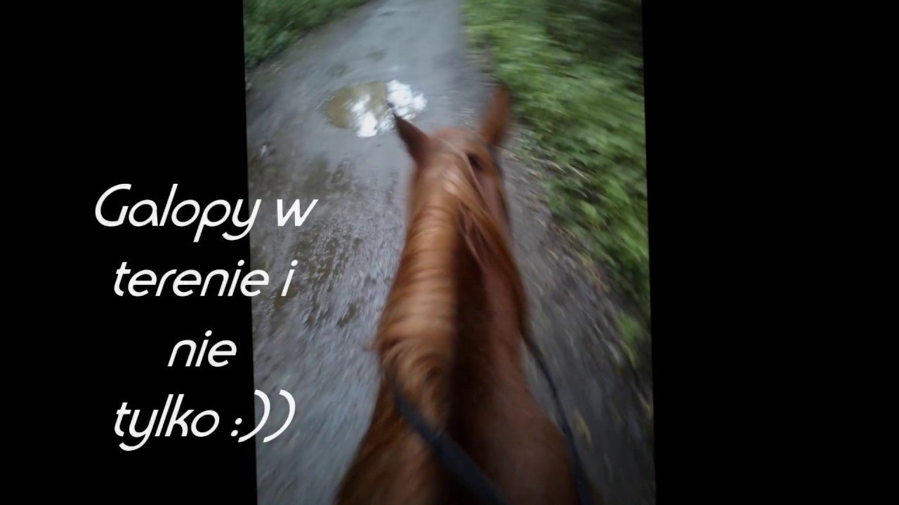 Galopy w terenie i nie tylko :')))