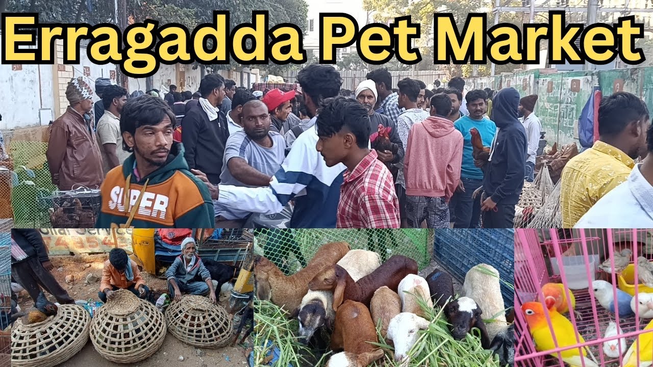 Erragadda Every Sunday pet Market in, Hyderabad TS. India (05-01-2025