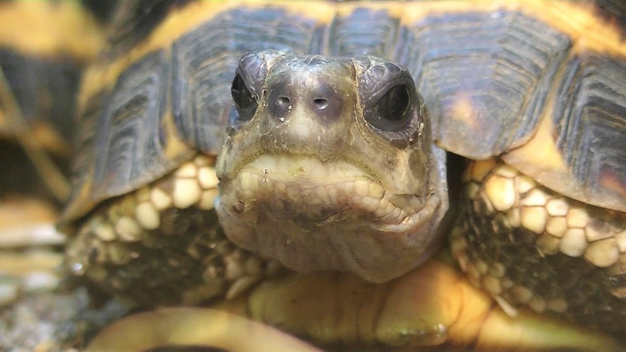 Afl.14: Landschildpadden [Martijn Kooijman]
