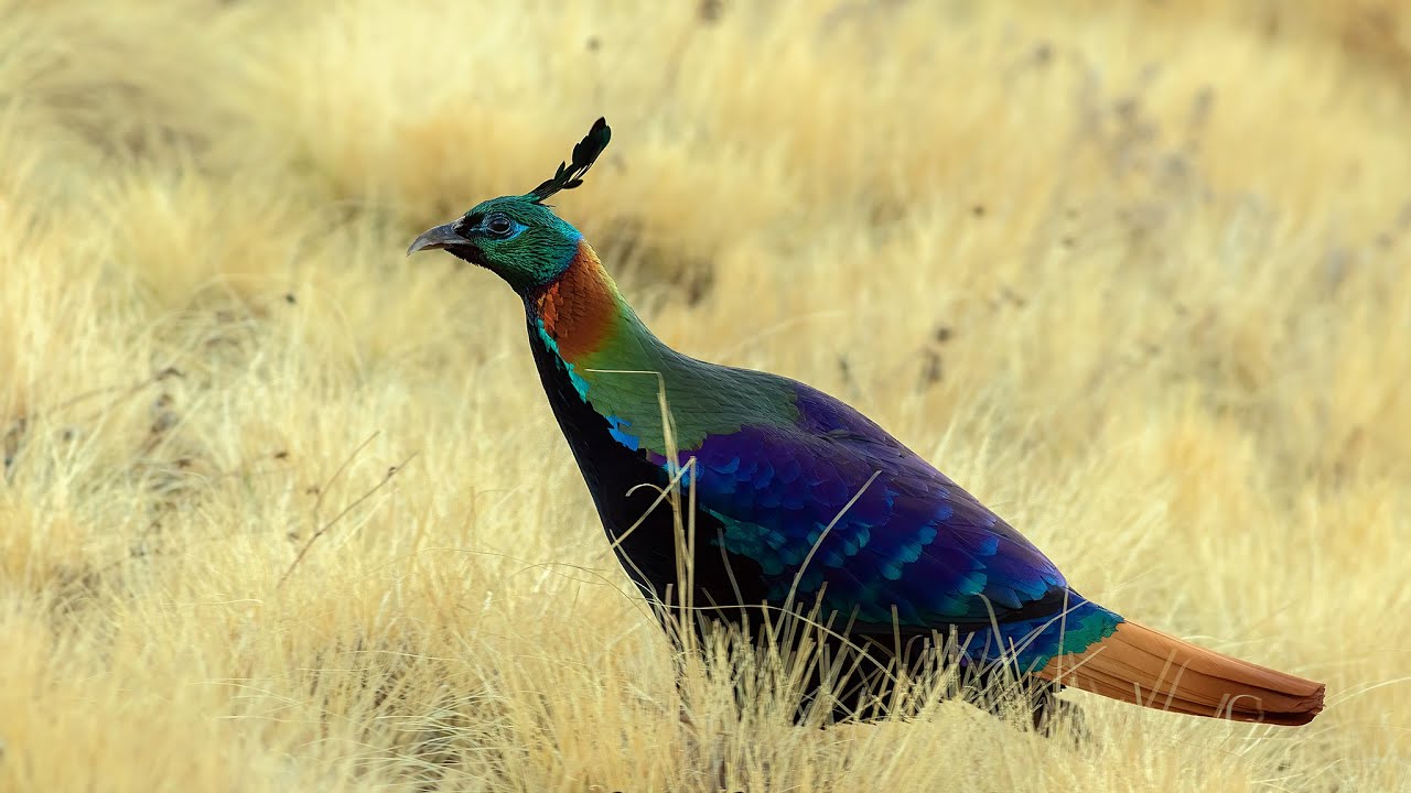 Snow Partridges and Himalayan Monal: Wildlife Photography in Chopta Tungnath