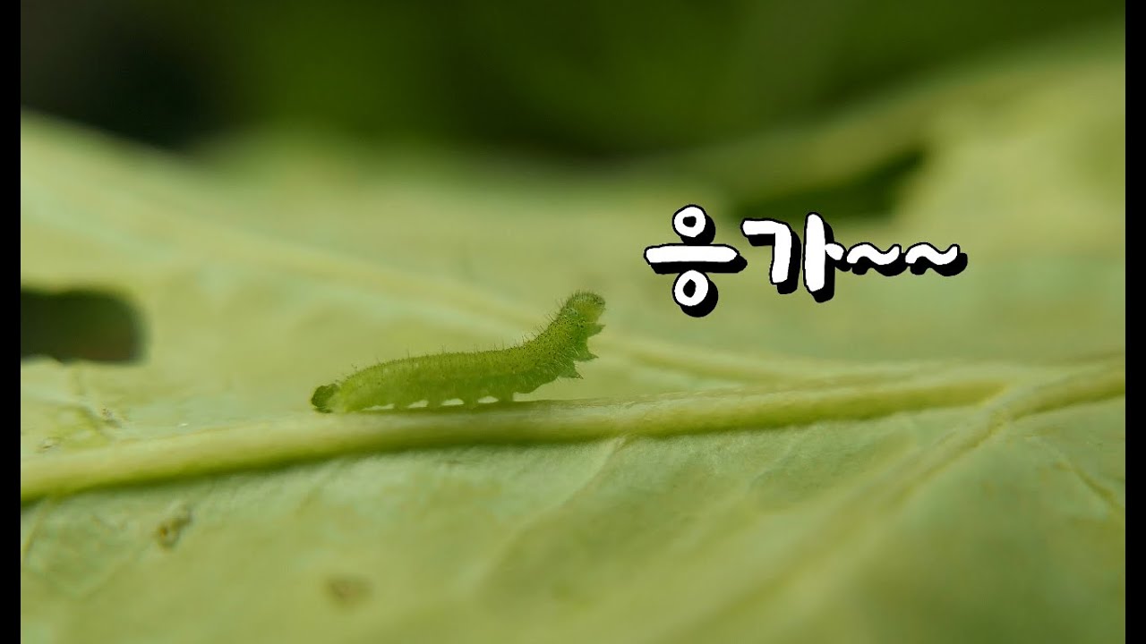 [관찰] 배추흰나비 알에서 성충까지~ 전과정을
