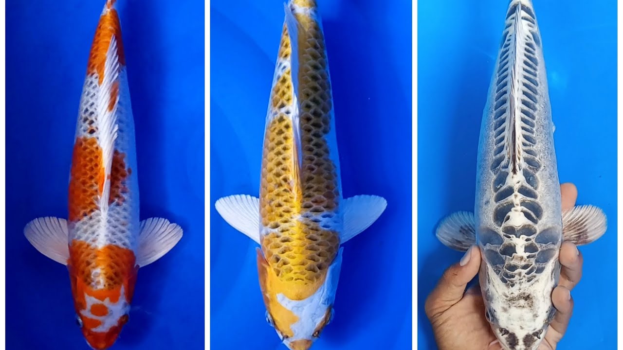 Kujaku calon jumbo dari indukan 80bu !!!! 