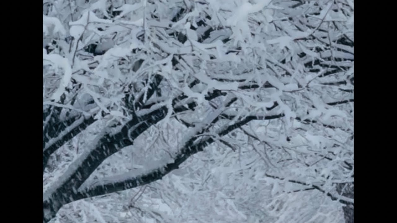 GLINXIE’S LIFE & PLANTS 🇺🇸 is live!Spring Time In New Jersey