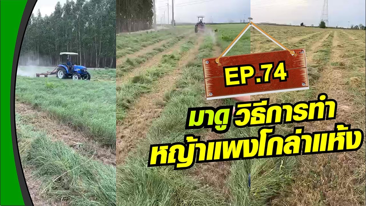 EP.74 : มาดูวิธีการทำหญ้าแพงโกล่าแห้งกันครับ #หญ้าแพงโกล่า #วัวบราห์มัน #เจเคพนมแรนซ์