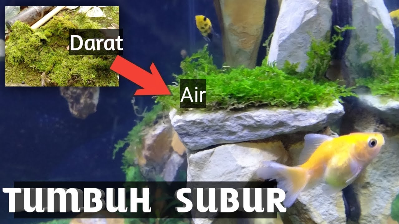 CARA ADAPTASI MOSS DARAT MENJADI MOSS AIR